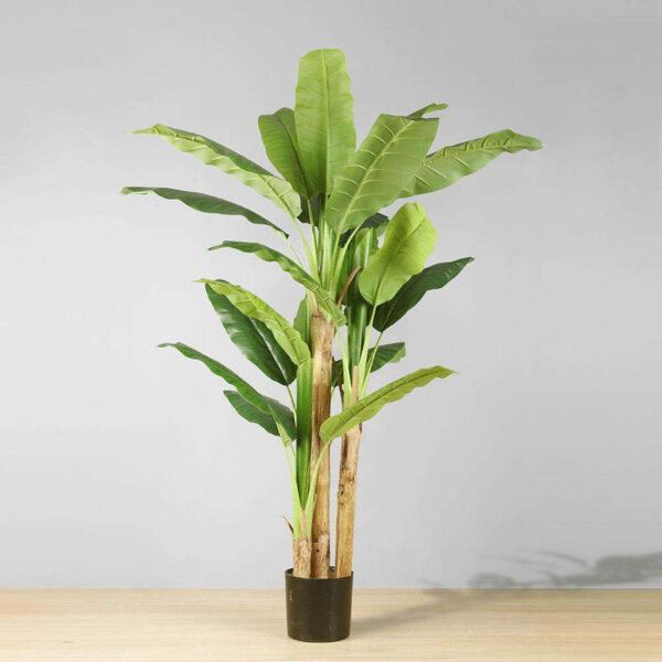 Banana Tree
